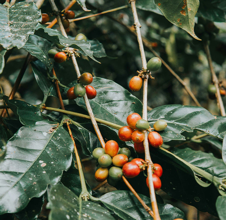 La desgasificación del café: ese detalle que marca la diferencia (y que casi nadie te cuenta)