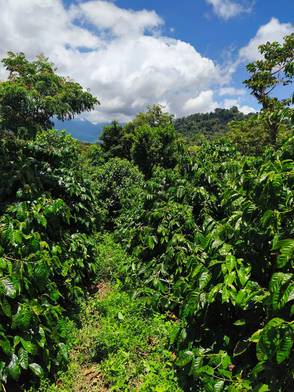 Los Angeles - El Salvador / Ahuachapán