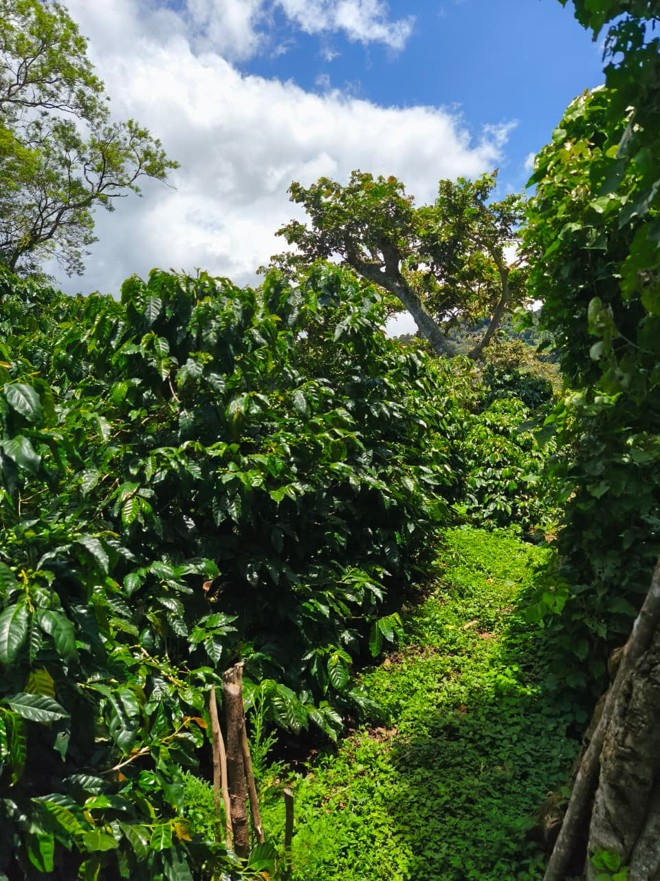 Los Angeles - El Salvador / Ahuachapán