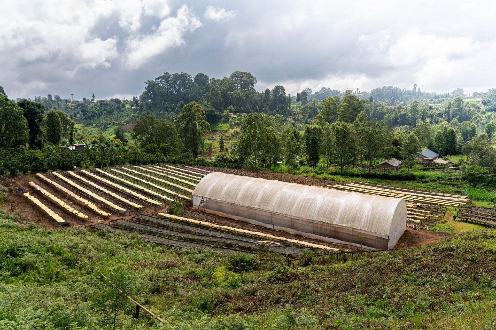 Algenubi - Kenia / Nyeri